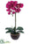 Phalaenopsis Orchid Plant - Orchid - Pack of 1