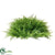 Mini Cypress Half Ball - Green - Pack of 1