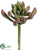 Dudleya - Green Burgundy - Pack of 12