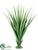 Dracaena Plant - Green Two Tone - Pack of 2