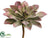 Echeveria Pick - Green Mauve - Pack of 12