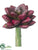 Echeveria Pick - Burgundy - Pack of 24