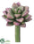 Echeveria Pick - Green Mauve - Pack of 24