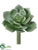 Echeveria Pick - Green Gray - Pack of 24