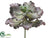 Curly Echeveria - Purple Green - Pack of 6