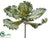 Curly Echeveria - Green - Pack of 4