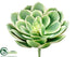 Silk Plants Direct Echeveria Pick - Green Pink - Pack of 6