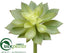 Silk Plants Direct Echeveria Pick - Green - Pack of 24