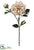 Dahlia Spray - Beige - Pack of 12