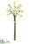 Narcissus Bundle - White Yellow - Pack of 12