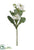 Cabbage Flower Spray - White - Pack of 24