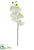 Phalaenopsis Orchid Spray - White - Pack of 12