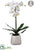 Silk Plants Direct Phalaenopsis Orchid Plant - White - Pack of 1