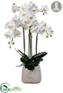 Silk Plants Direct Phalaenopsis Orchid Plant - White - Pack of 1