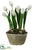 Tulip - White - Pack of 2