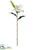 Casablanca Lily Spray - White - Pack of 12