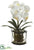 Phalaenopsis Orchid Plant - White - Pack of 4