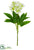 Helleborus Spray - White - Pack of 12