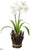 Silk Plants Direct Narcissus - White - Pack of 6