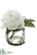 Peony - White - Pack of 1