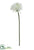 Agapanthus Spray - White - Pack of 6