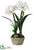 Amaryllis - White - Pack of 2