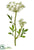 Queen Anne's Lace Spray - White - Pack of 12