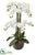 Silk Plants Direct Phalaenopsis Orchid Plant - White - Pack of 1