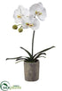 Silk Plants Direct Phalaenopsis Orchid Plant - White - Pack of 1