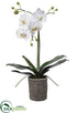 Silk Plants Direct Phalaenopsis Orchid Plant - White - Pack of 1