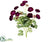 Mini Ranunculus Bush - Violet - Pack of 12