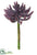 Aeonium Pick - Plum - Pack of 12