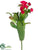 Madagascar Plant - Green Red - Pack of 12