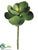 Money Tree Pick - Green - Pack of 24