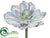 Echeveria Pick - Gray Green - Pack of 8