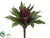 Agave Bush - Green Burgundy - Pack of 24