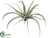 Tillandsia - Green - Pack of 24