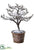 Snowed Plastic Twig Tree - Brown Snow - Pack of 6