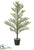 Snowed Norfolk Pine Tree - Green Snow - Pack of 1