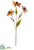 Rudbeckia Spray - Butter Scotch - Pack of 12