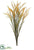 Rice Bush - Yellow Gold - Pack of 12