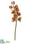 Silk Plants Direct Cymbidium Orchid Spray - Brown Gold - Pack of 6