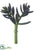 Senecio Pick - Eggplant - Pack of 24