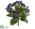 Pansy Bush - Eggplant - Pack of 12