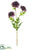 Aster Mum Spray - Eggplant - Pack of 12