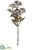 Sedum Spray - Brown - Pack of 12