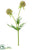 Scabiosa Spray - Beige Brown - Pack of 12