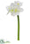 Amaryllis Spray - Cream - Pack of 12