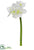 Amaryllis Spray - Cream - Pack of 12