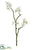 Quince Blossom Spray - Cream - Pack of 12